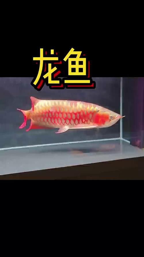 紅龍頭像高清圖片有哪些？