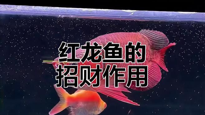 家里養(yǎng)紅龍魚好還是金龍魚好呢