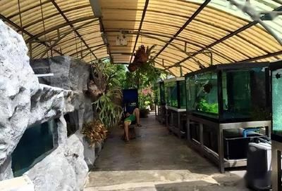 龍魚冬天不加溫能否存活（龍魚冬天不加溫怎么辦）