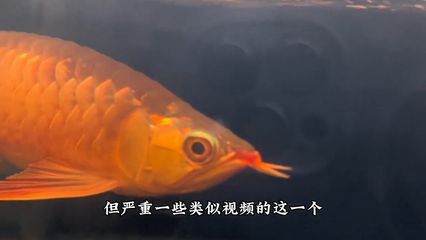 龍魚冬天不加溫能否存活（龍魚冬天不加溫怎么辦）