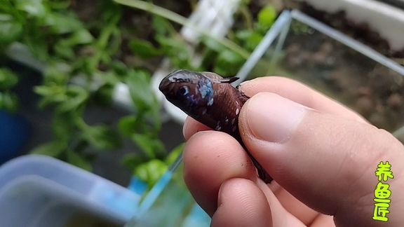 龍魚總是來回游很快：為什么龍魚總是來回快速游動？
