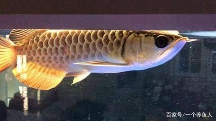 龍魚怎么看兜不兜嘴，如何判斷龍魚是否兜嘴