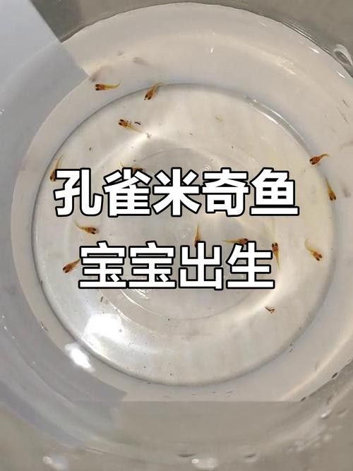 能再推薦幾種混養魚種嗎？