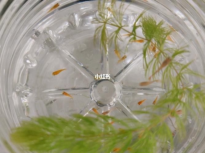能再推薦幾種混養魚種嗎？