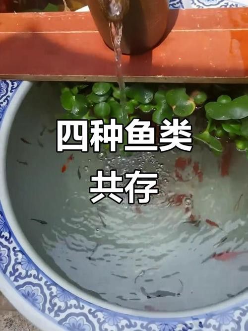 能再推薦幾種混養魚種嗎？
