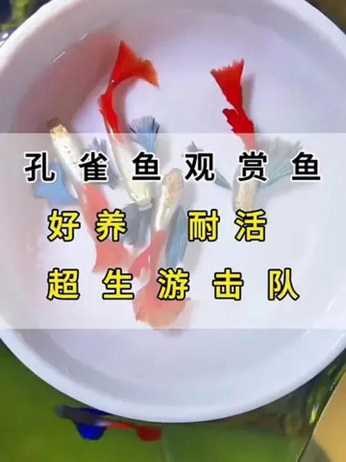 能再推薦幾種混養魚種嗎？
