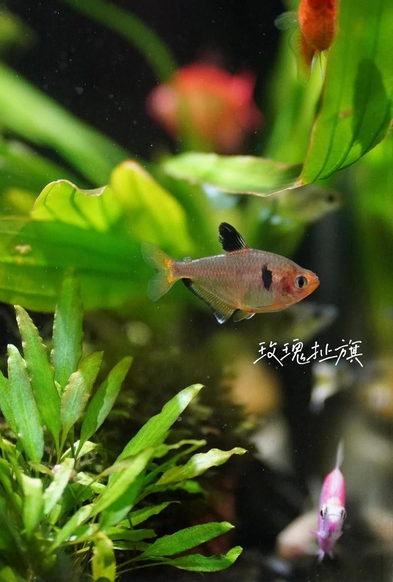 能再推薦幾種混養魚種嗎？