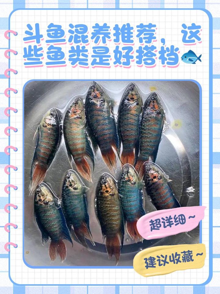 能再推薦幾種混養魚種嗎？