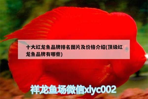 頂級(jí)紅龍魚品牌排行榜前十名有哪些：2024年紅龍魚品牌排行榜前十名