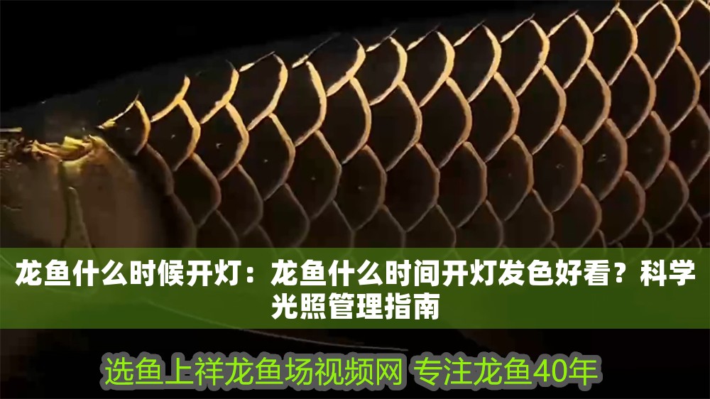 龍魚什么時候開燈：龍魚什么時間開燈發色好看？科學光照管理指南