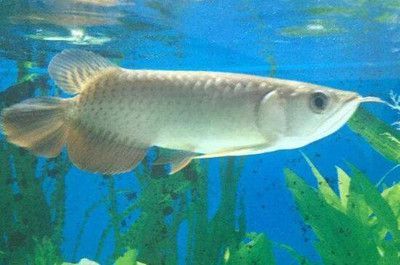 養(yǎng)龍魚白缸與黑缸哪個好（養(yǎng)龍魚的過程中選擇白缸還是黑缸主要取決于以下幾個因素）