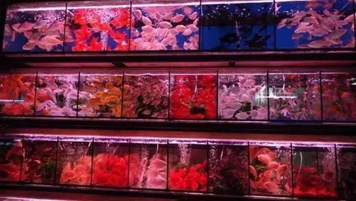 廣州觀賞魚批發(fā)市場祥龍魚場地址（廣州觀賞魚批發(fā)市場祥龍魚場具體地址分布在不同的區(qū)域）