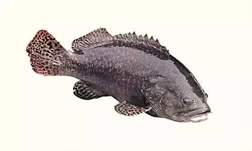 龍躉石斑魚的價格是多少? 龍魚百科 第5張 龍躉石斑魚的價格是多少? 龍躉石斑魚的價格是多少? 龍魚百科 第5張