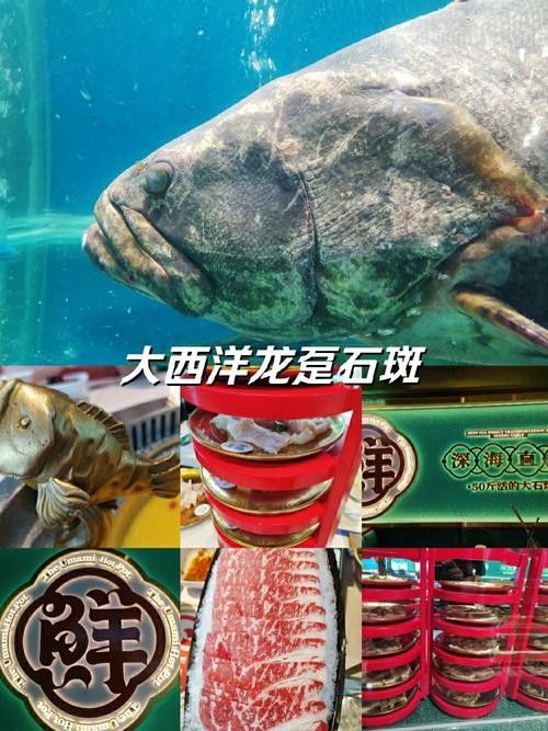 龍躉石斑魚的價格是多少? 龍魚百科 第6張 龍躉石斑魚的價格是多少? 龍躉石斑魚的價格是多少? 龍魚百科 第6張