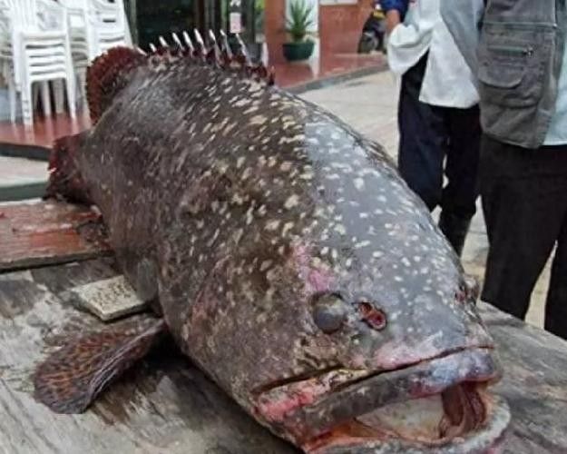 龍躉石斑魚的價格是多少? 龍魚百科 第3張 龍躉石斑魚的價格是多少? 龍躉石斑魚的價格是多少? 龍魚百科 第3張
