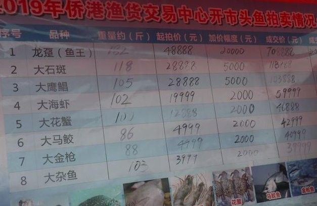 龍躉石斑魚的價格是多少？ 龍躉石斑魚的價格是多少？ 龍魚百科 第11張
