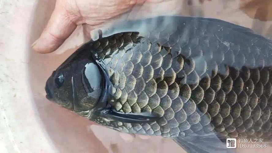 烏龍魚是什么魚圖片大全
