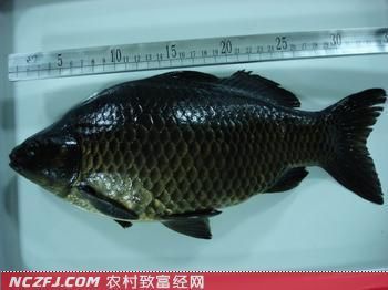 烏龍魚是什么魚圖片大全