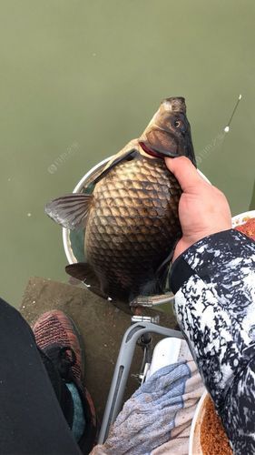 烏龍魚是什么魚圖片大全