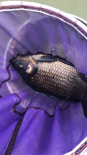 烏龍魚是什么魚圖片大全