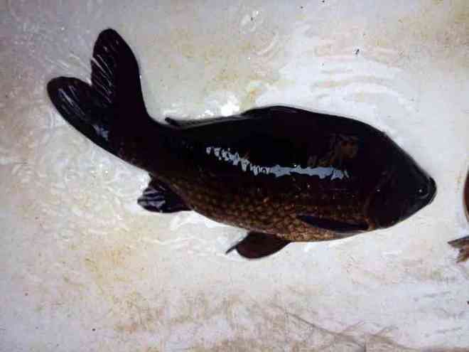 烏龍魚是什么魚圖片大全