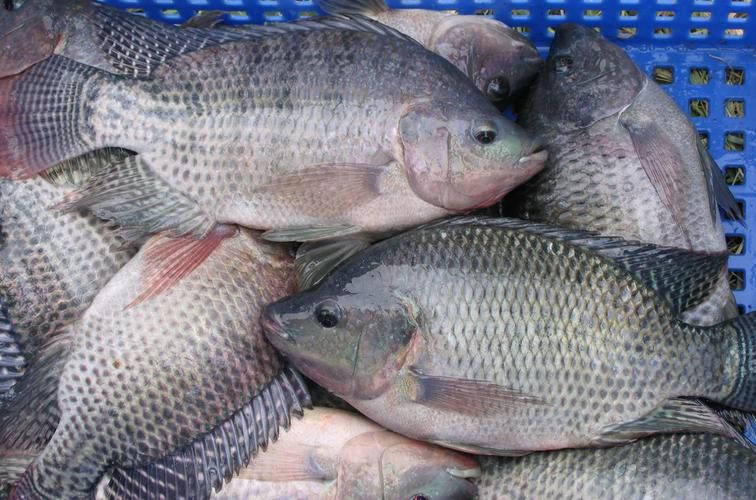 烏龍魚是什么魚圖片大全
