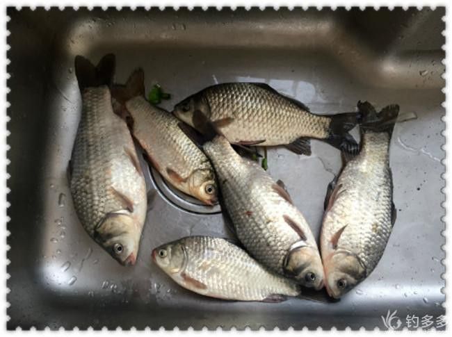 烏龍魚是什么魚圖片大全