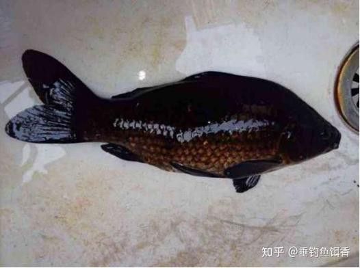 烏龍魚是什么魚圖片大全