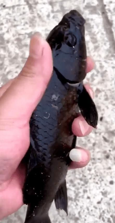 烏龍魚是什么魚圖片大全