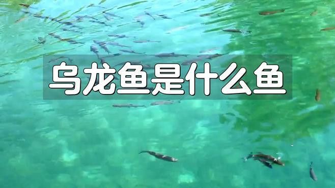 烏龍魚是什么魚圖片大全