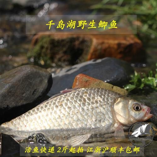 烏龍魚是什么魚圖片大全