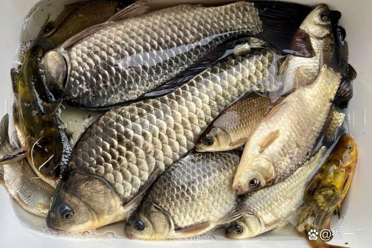 烏龍魚是什么魚圖片大全