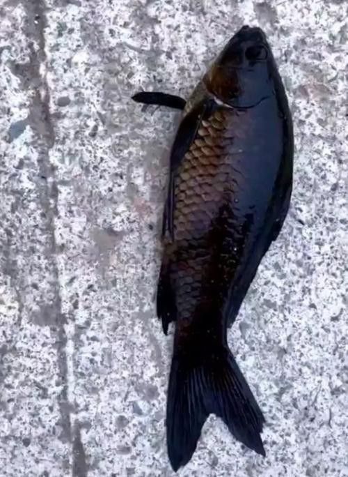 烏龍魚是什么魚圖片大全