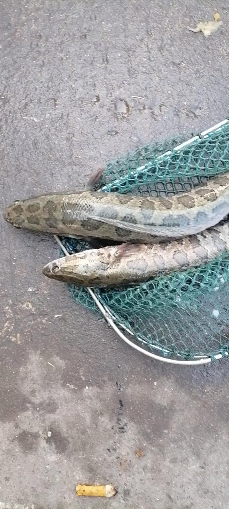烏龍魚是什么魚圖片大全