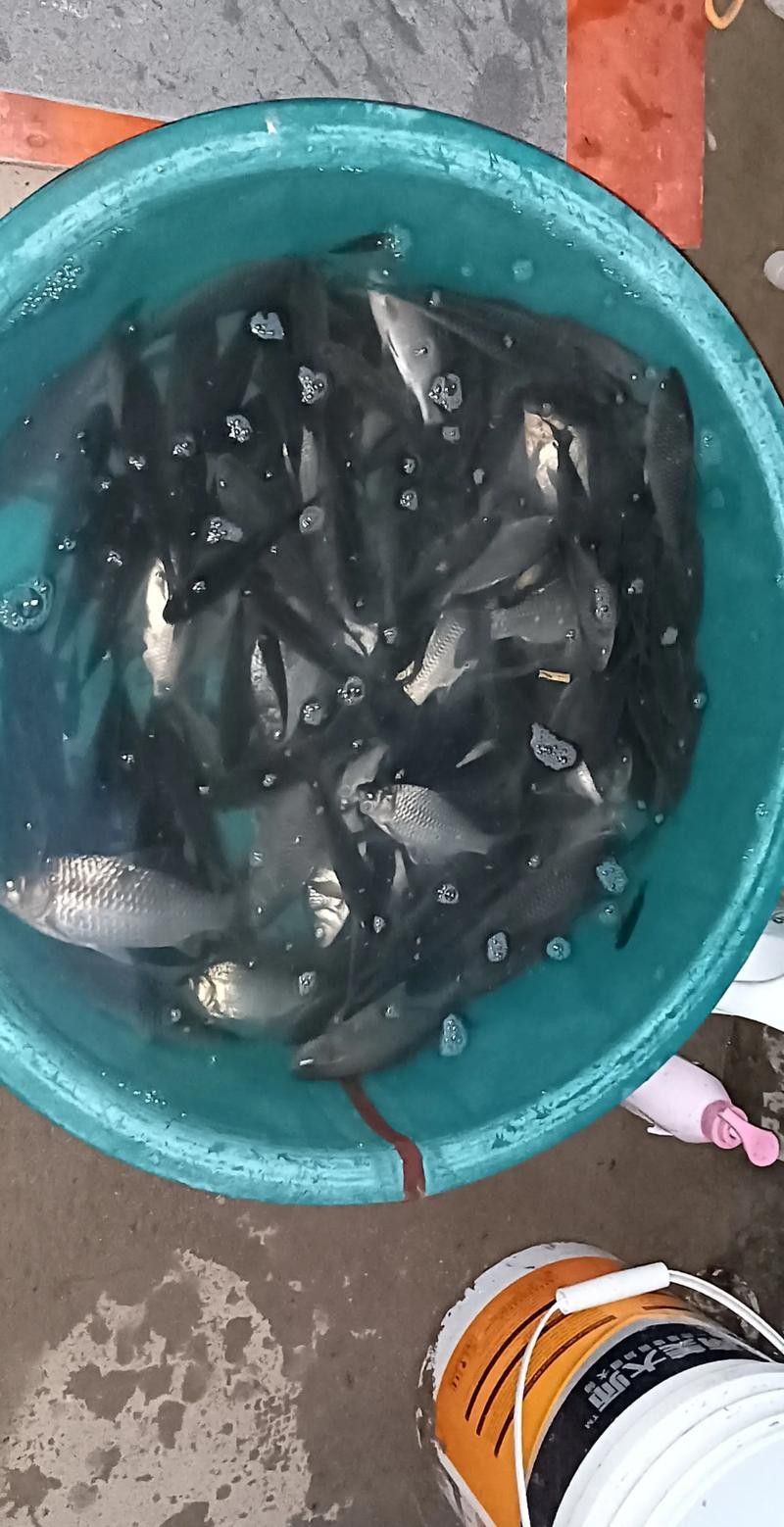 烏龍魚是什么魚圖片大全