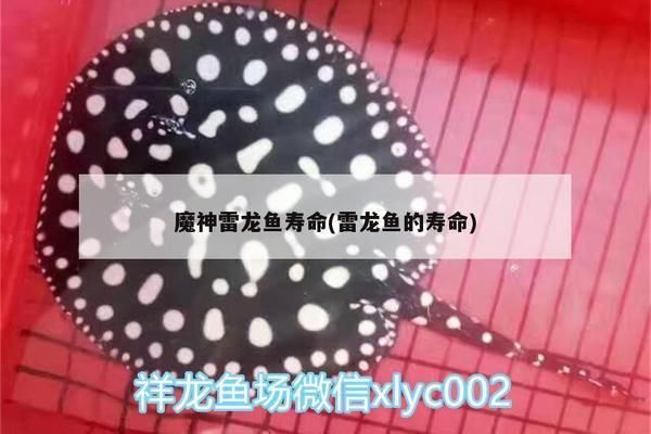 黑魔神雷龍魚的壽命是多少：黑魔神雷龍魚的壽命一般介于幾年？