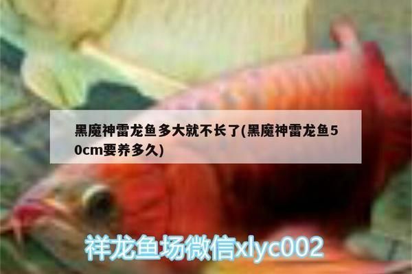 黑魔神雷龍魚的壽命是多少：黑魔神雷龍魚的壽命一般介于幾年？