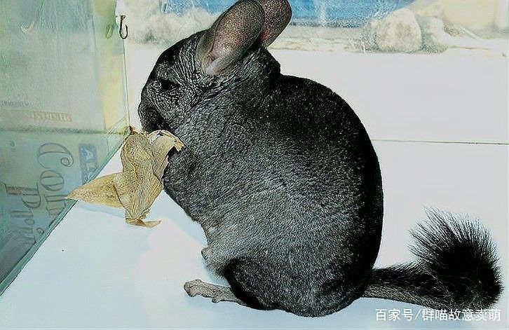有哪些貓和龍貓共養(yǎng)的具體案例？