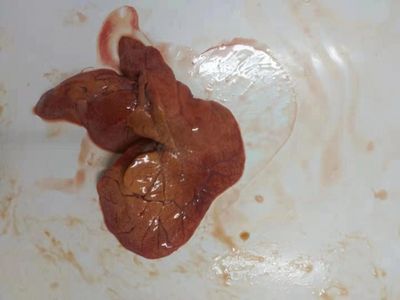 龍魚拉白便一定是腸炎嗎：龍魚拉白便一定是腸炎嗎龍魚拉白便一定是腸炎嗎