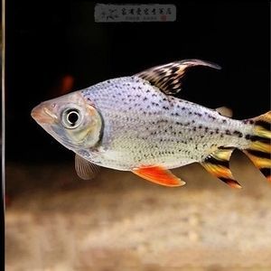 選擇龍魚的配魚需要考慮多種因素：適合與龍魚混養的魚類