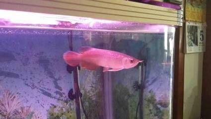 龍魚什么價格最好養活（金龍魚與銀龍魚的區別）