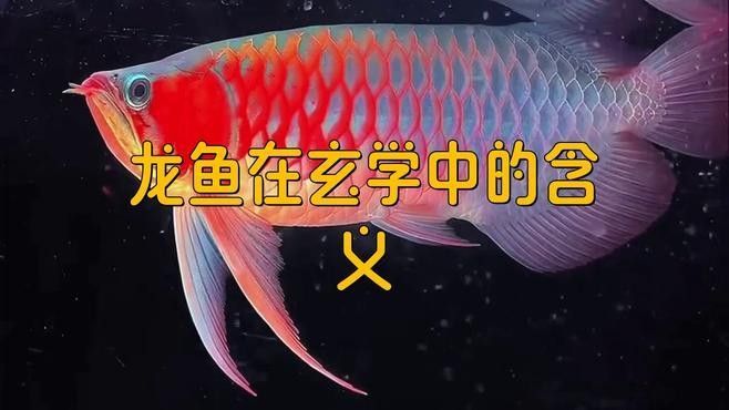 龍魚的美學意象如何影響文化？