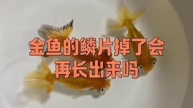 金魚魚鱗掉了會自己長出來嗎？
