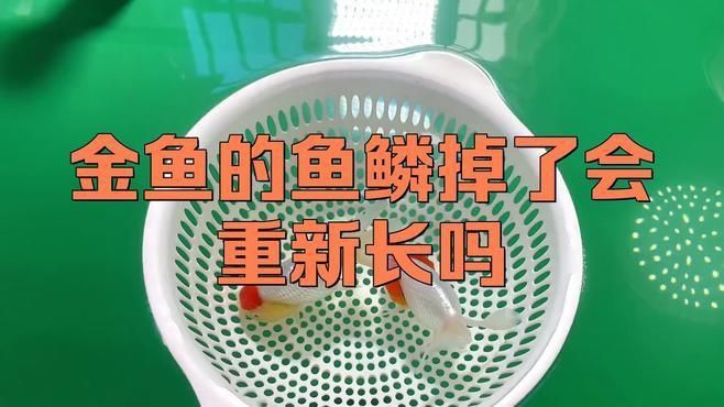 金魚魚鱗掉了會自己長出來嗎？
