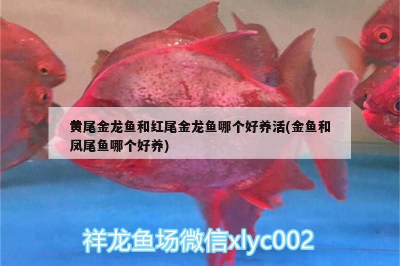紅龍和金龍魚的區別：紅龍魚和金龍魚的區別