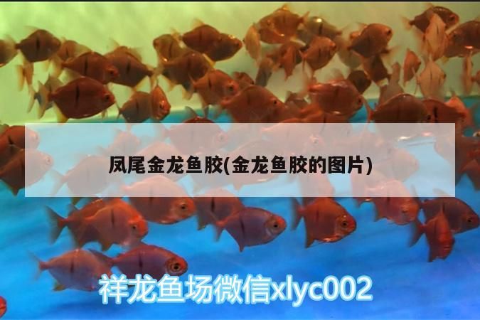 紅龍和金龍魚的區別：紅龍魚和金龍魚的區別