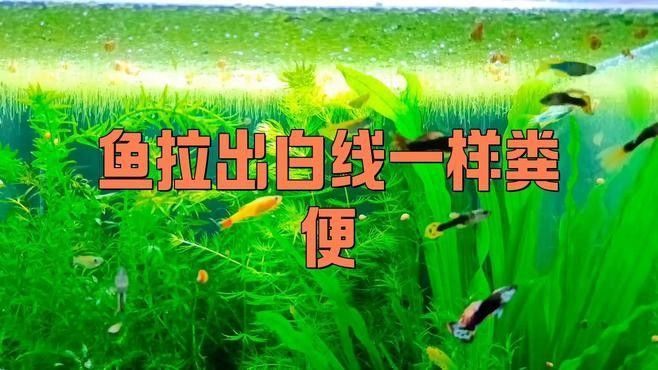 龍魚拉白便是什么原因呢