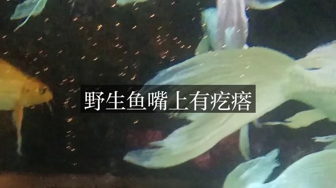 如何判斷魚嘴凸起白色包是哪種原因？