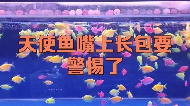 如何判斷魚嘴凸起白色包是哪種原因？