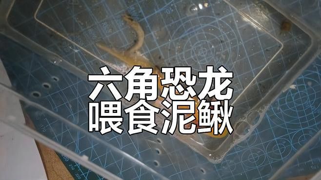 六角恐龍魚吃東西視頻